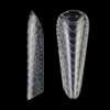 dual form mandorla moderna maculata